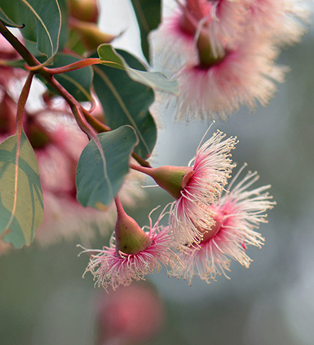 Fiore Australiano per te - Erboristeria Siletti